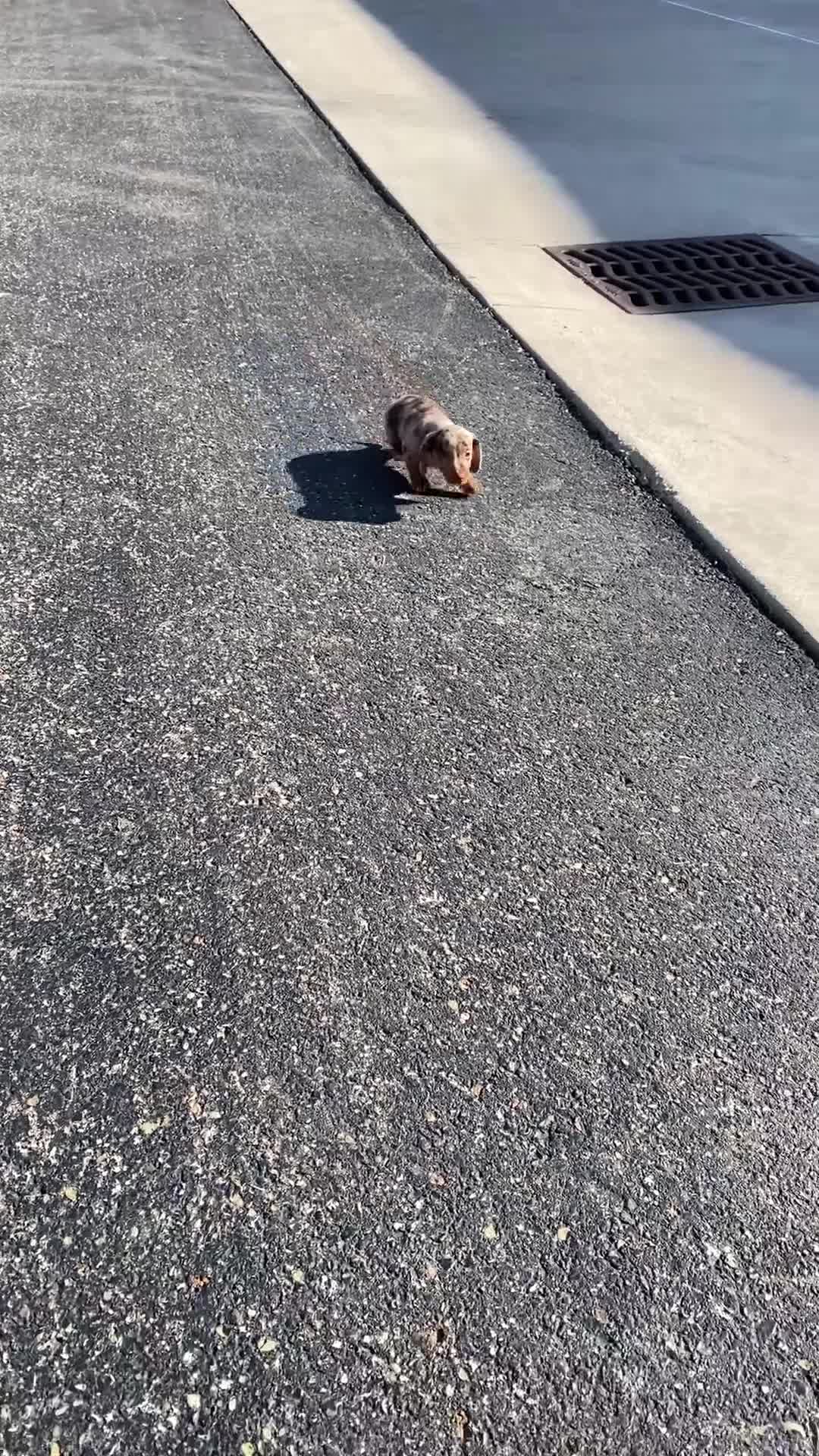 Miniature Dachshund dogs for sale: Tucker - Video 1