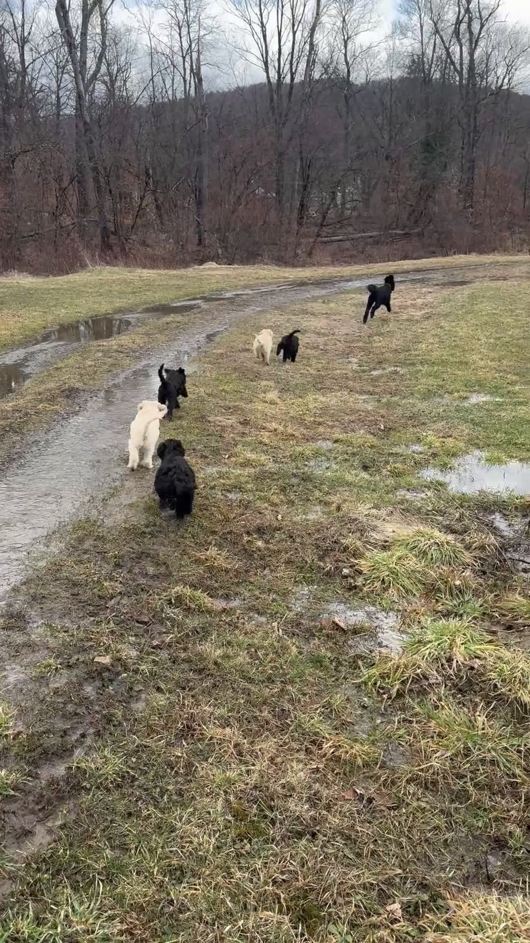 Goldendoodle dogs for sale: 🐾 Abby – Gentle, Loving & Full of Heart 🐾 - Video 1