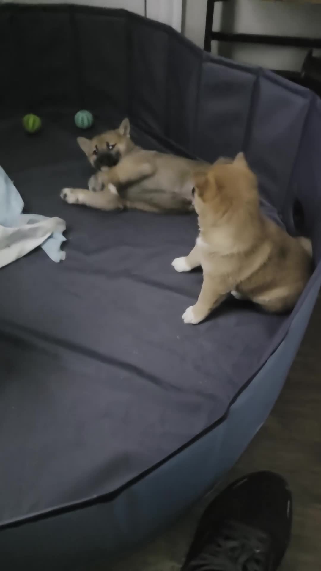 Shiba Inu dogs for sale: Shiba Inu Puppy 1 - Video 1
