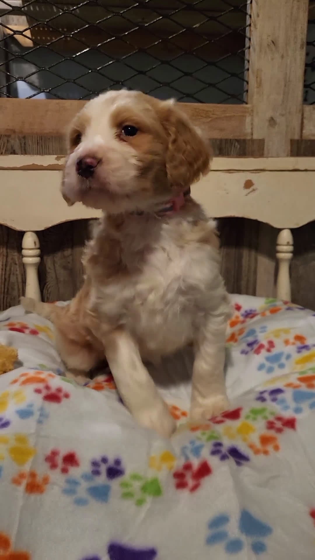Aussiedoodle dogs for sale: Aussiedoodle Puppy 3 - Video 1