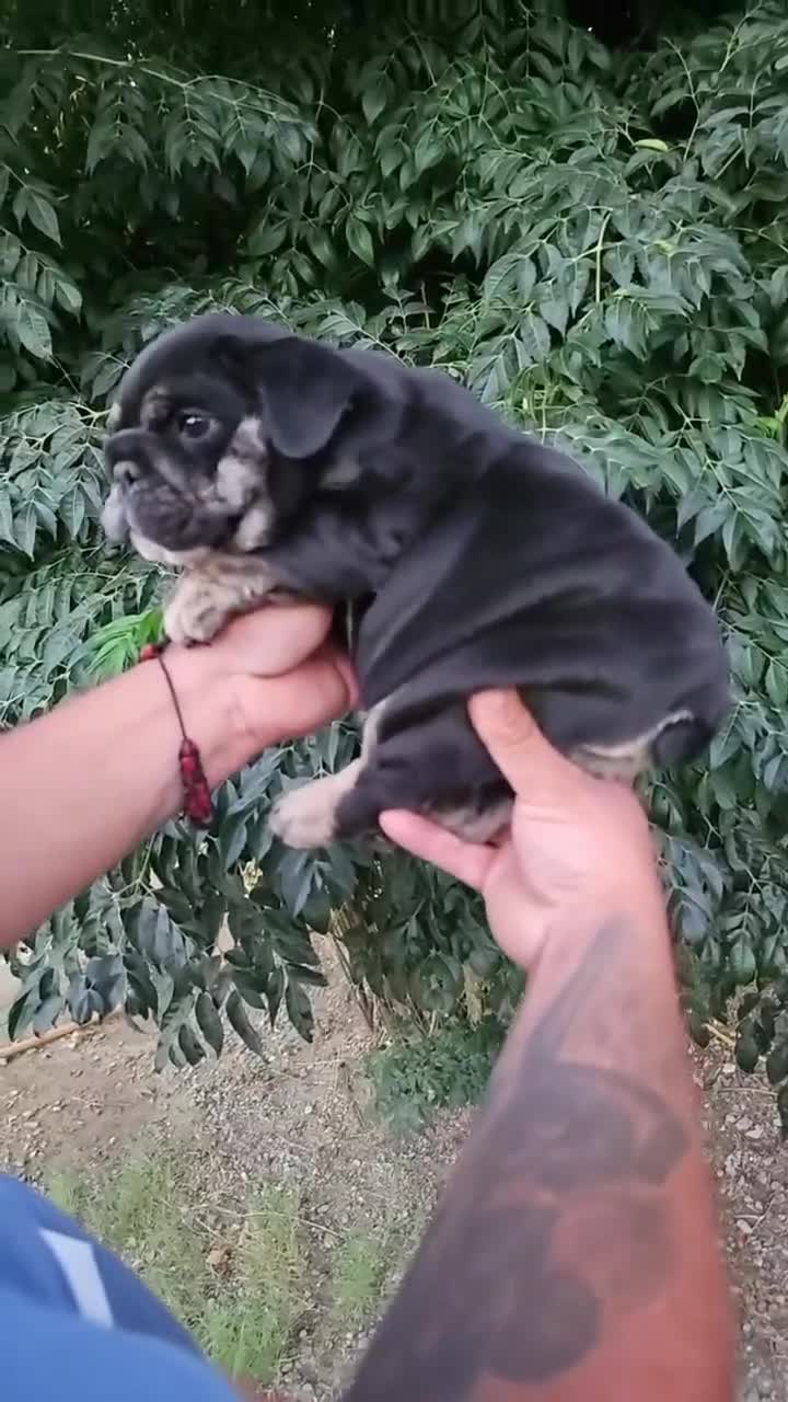 English Bulldog dogs for sale: BUBBLES - BLACK TAN TRI MICRO IN CALI - USA DELIVERY - Video 1