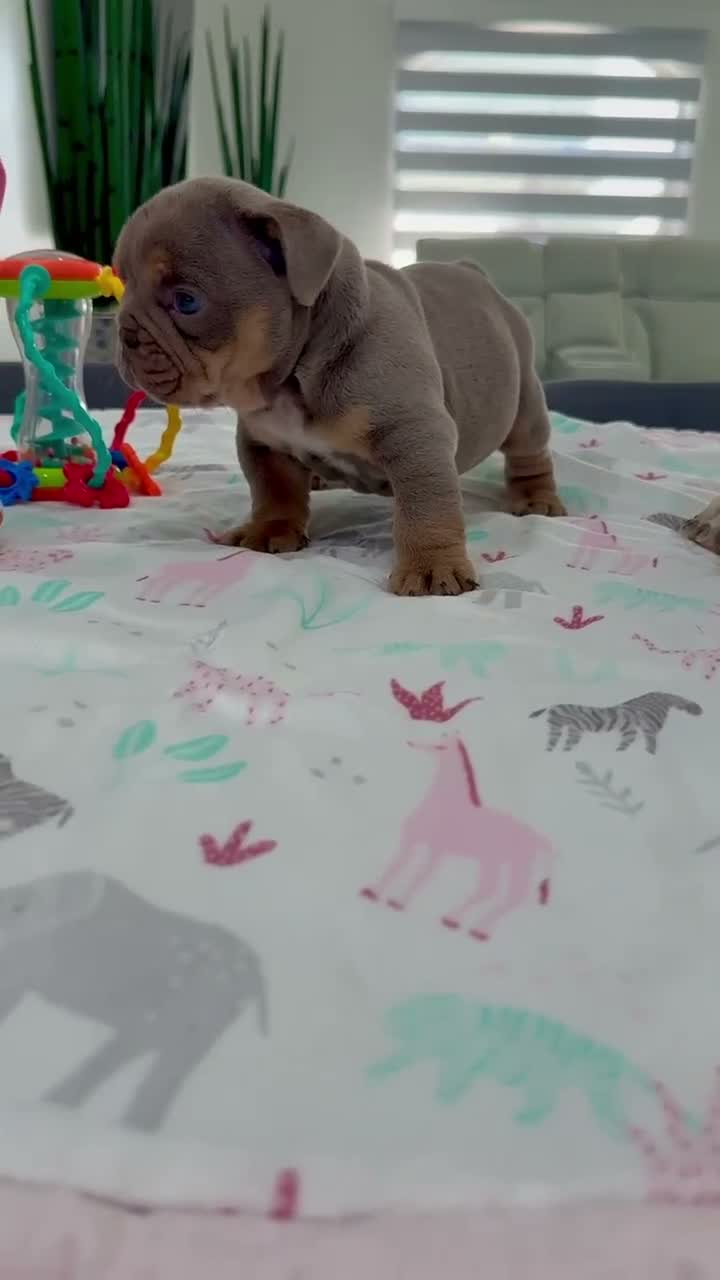 English Bulldog dogs for sale: Ulises - Video 1