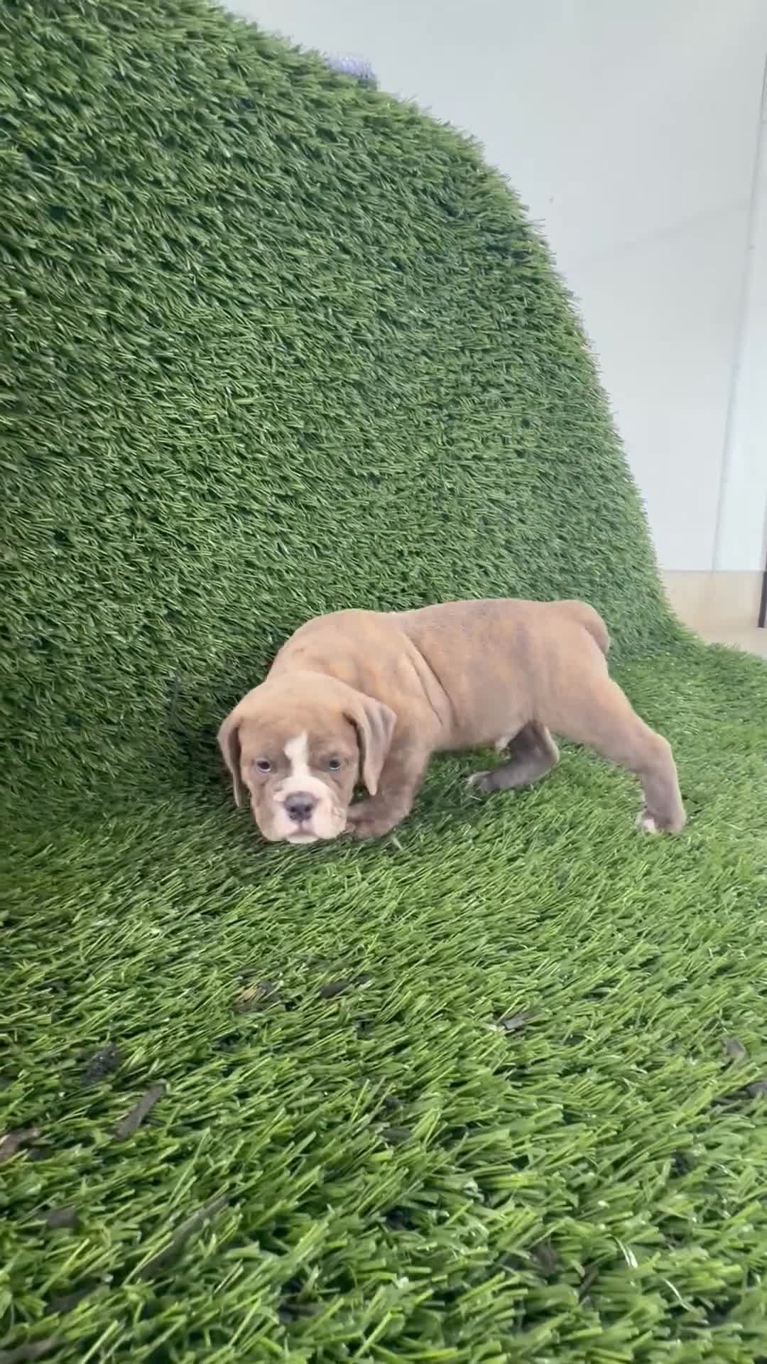 Olde English Bulldogge dogs for sale: Lane - Video 1