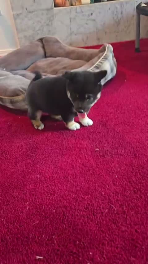 Shiba Inu dogs for sale: Tri-Color/Calico Female - Video 1