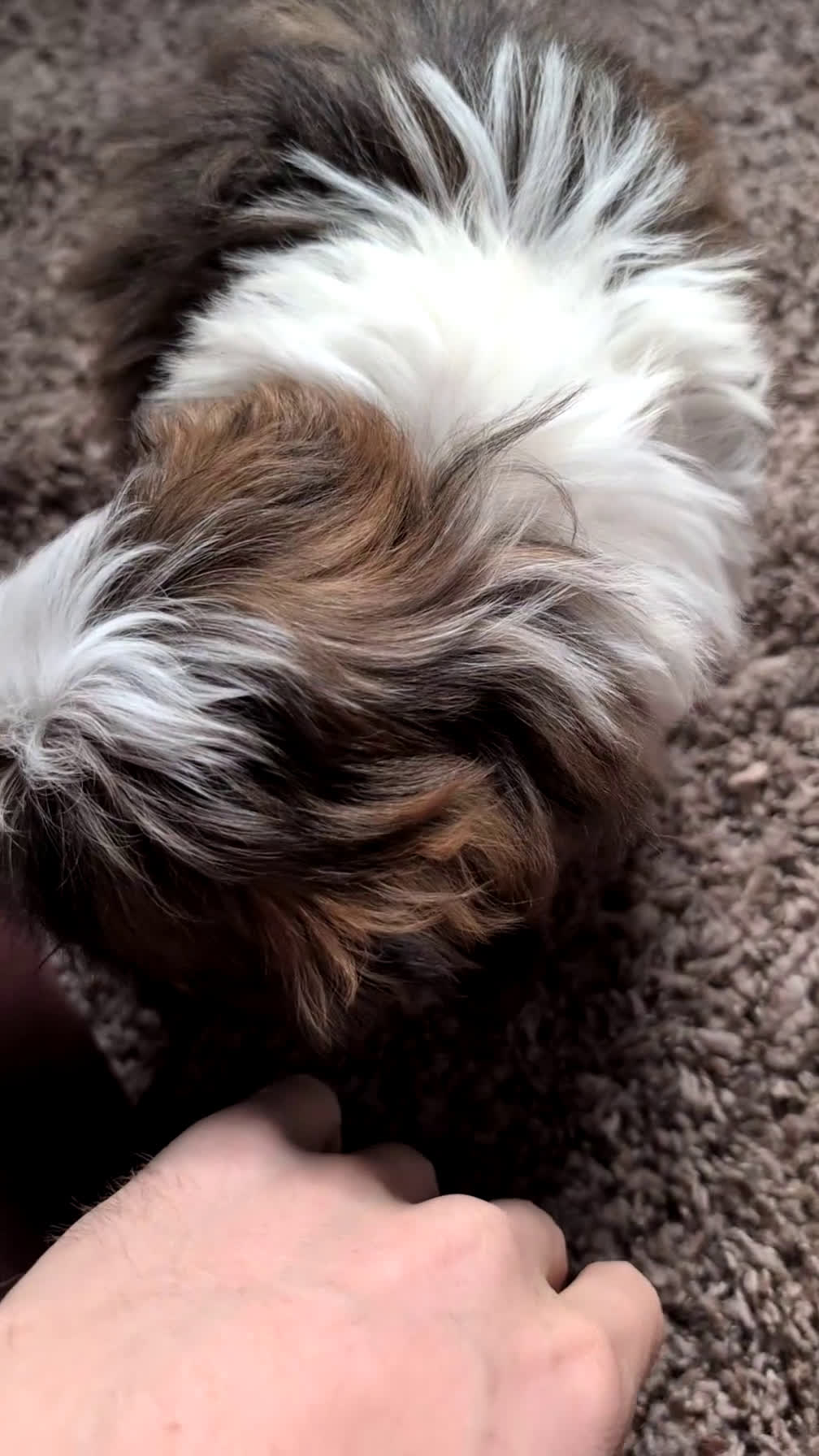 Shih Tzu dogs for sale: Cash - Video 1