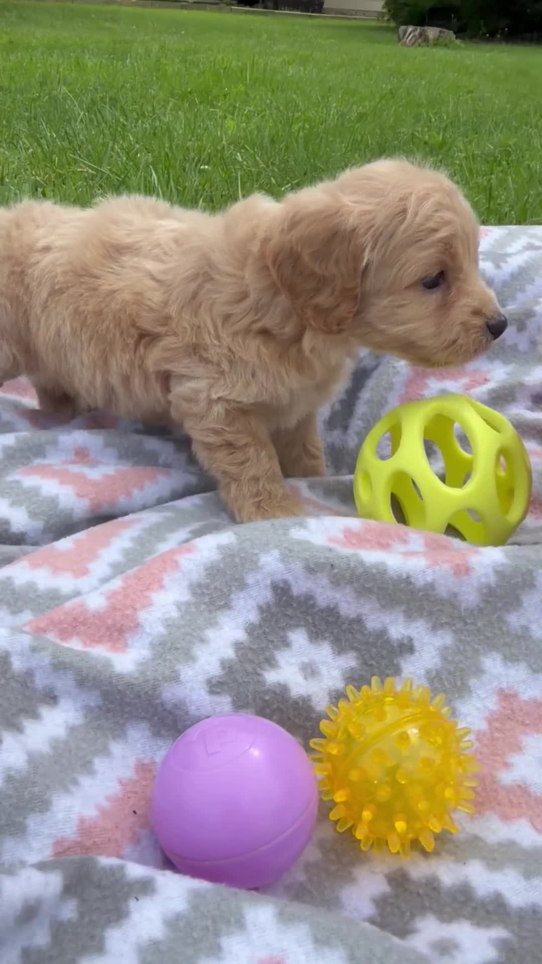Cockapoo dogs for sale: Nova  - Video 2