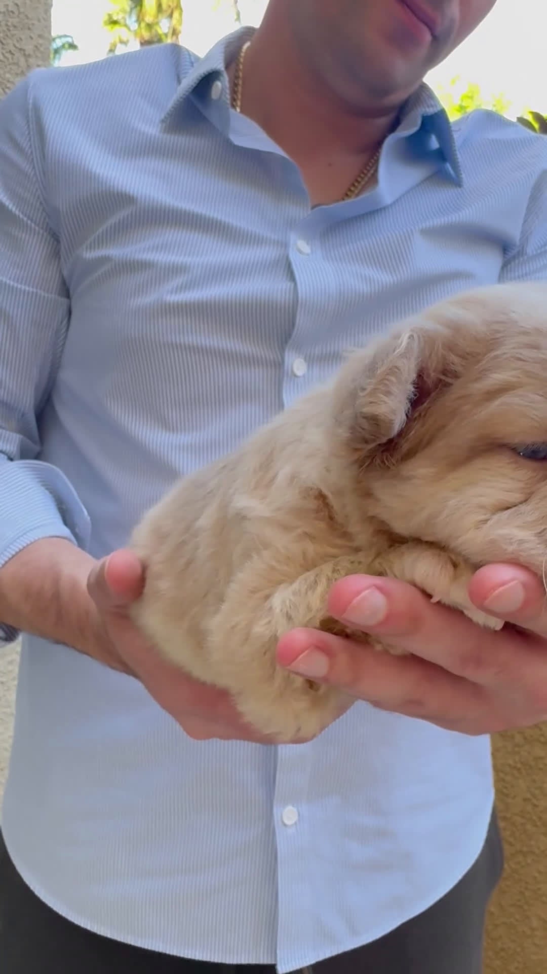 French Bulldog dogs for sale: Ace Boogie - Video 3