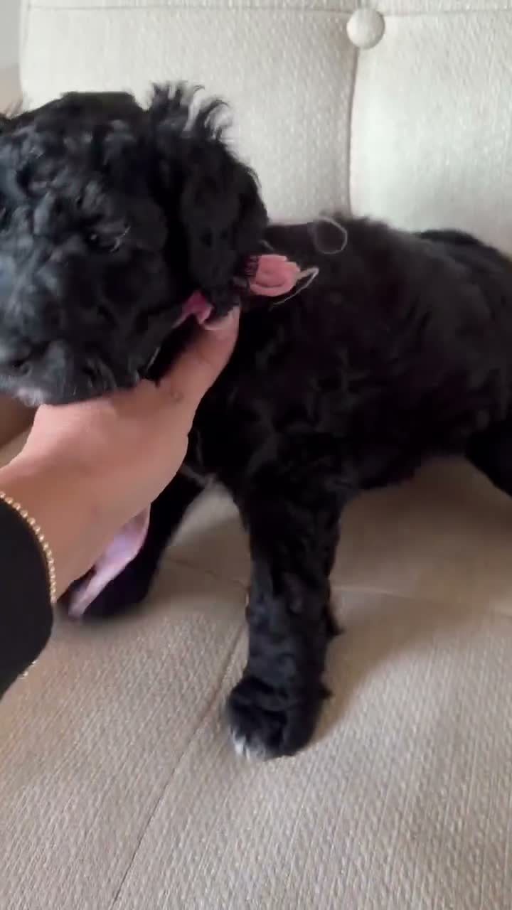 Standard Poodle dogs for sale: Rose - Video 1