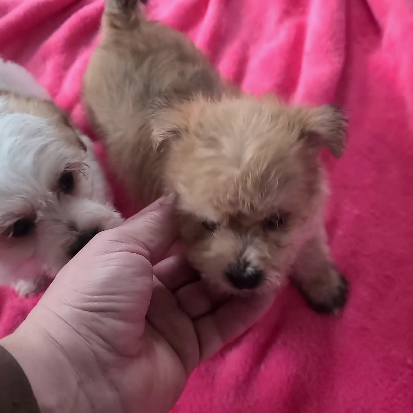 Morkie dogs for sale: Vance - Video 1