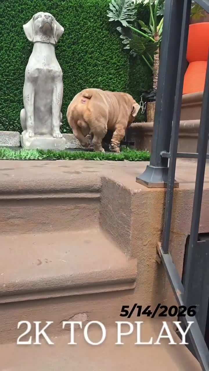 English Bulldog dogs for stud: OPEN FOR STUD - Video 1