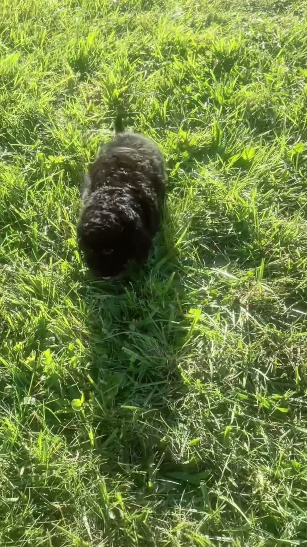 Mini Goldendoodle dogs for sale: Coal - Video 1