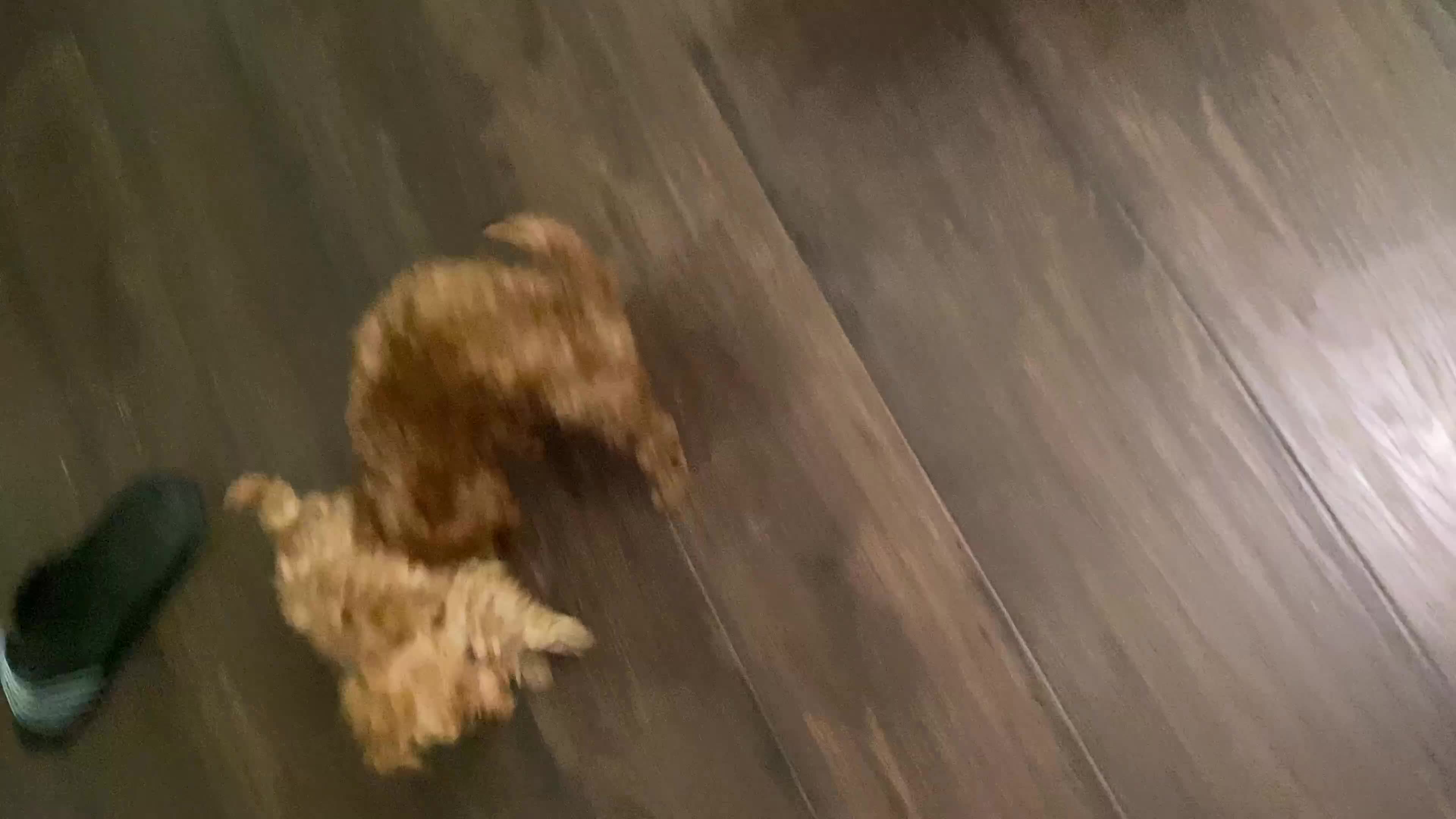 Toy Poodle dogs for sale: Loki - Video 1