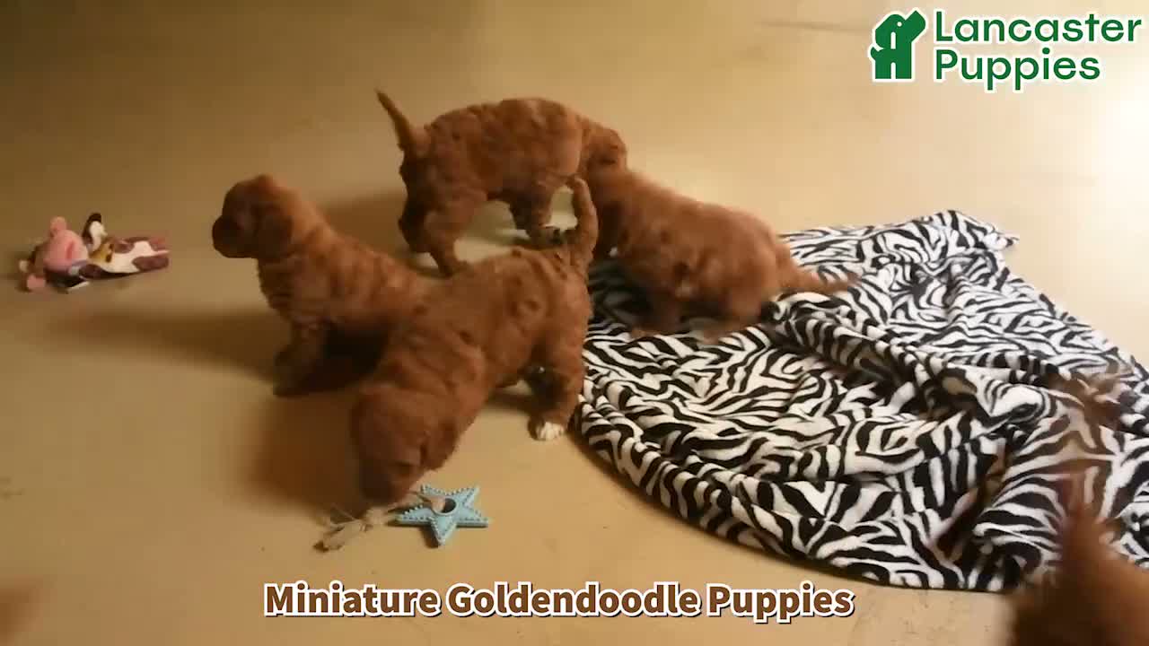 Mini Goldendoodle dogs for sale: Linford - Video 1