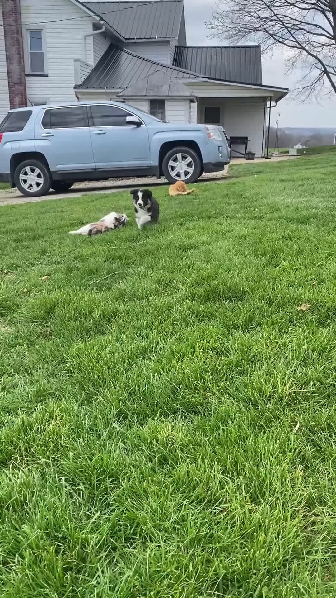 Mixed Breed dogs for sale: Jackson - Video 1