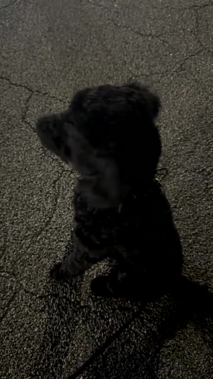 Standard Poodle dogs for sale: Standard Poodle Puppy 1 - Video 1