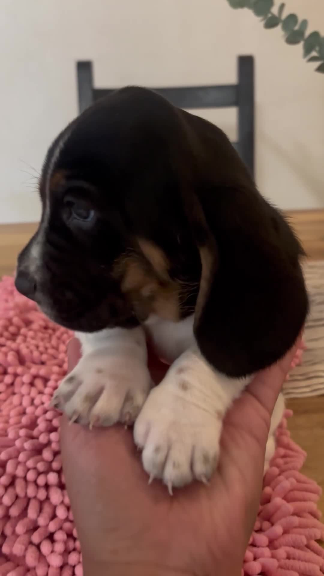 Basset Hound dogs for sale: Basset Hound 5 - Video 1
