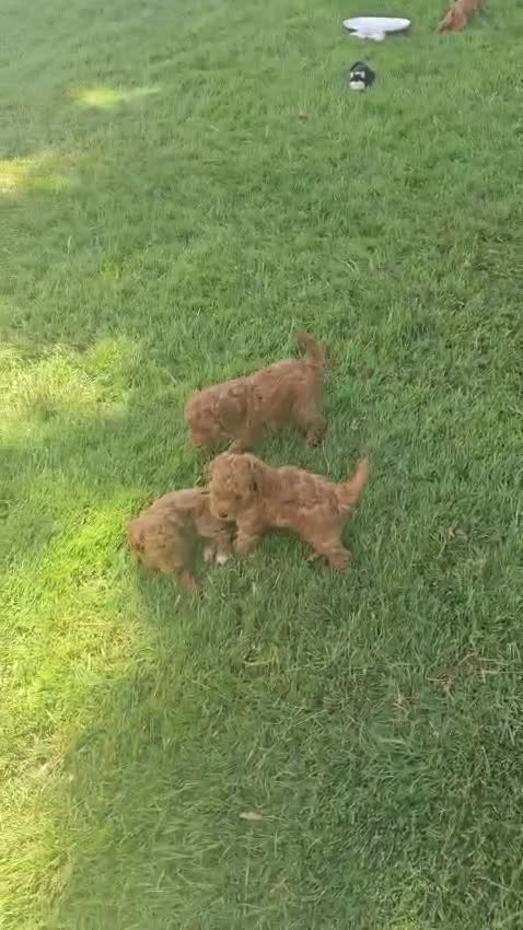 Toy Poodle dogs for sale: 🐶🐾Leo- AKC POTTY and Crate TRAINING 917-656-3567 (text) - Video 1