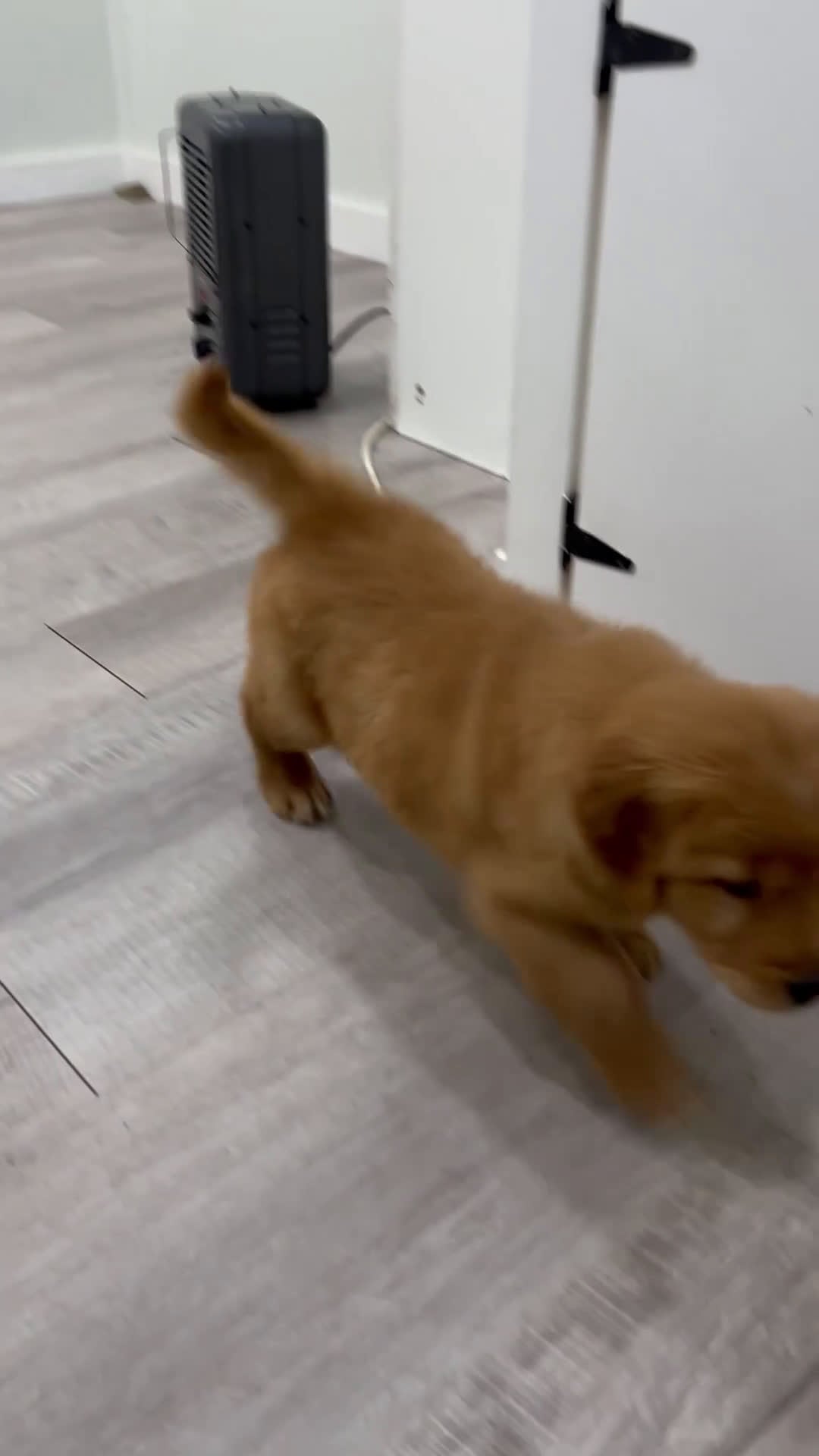 Golden Retriever dogs for sale: Mandy - Video 1