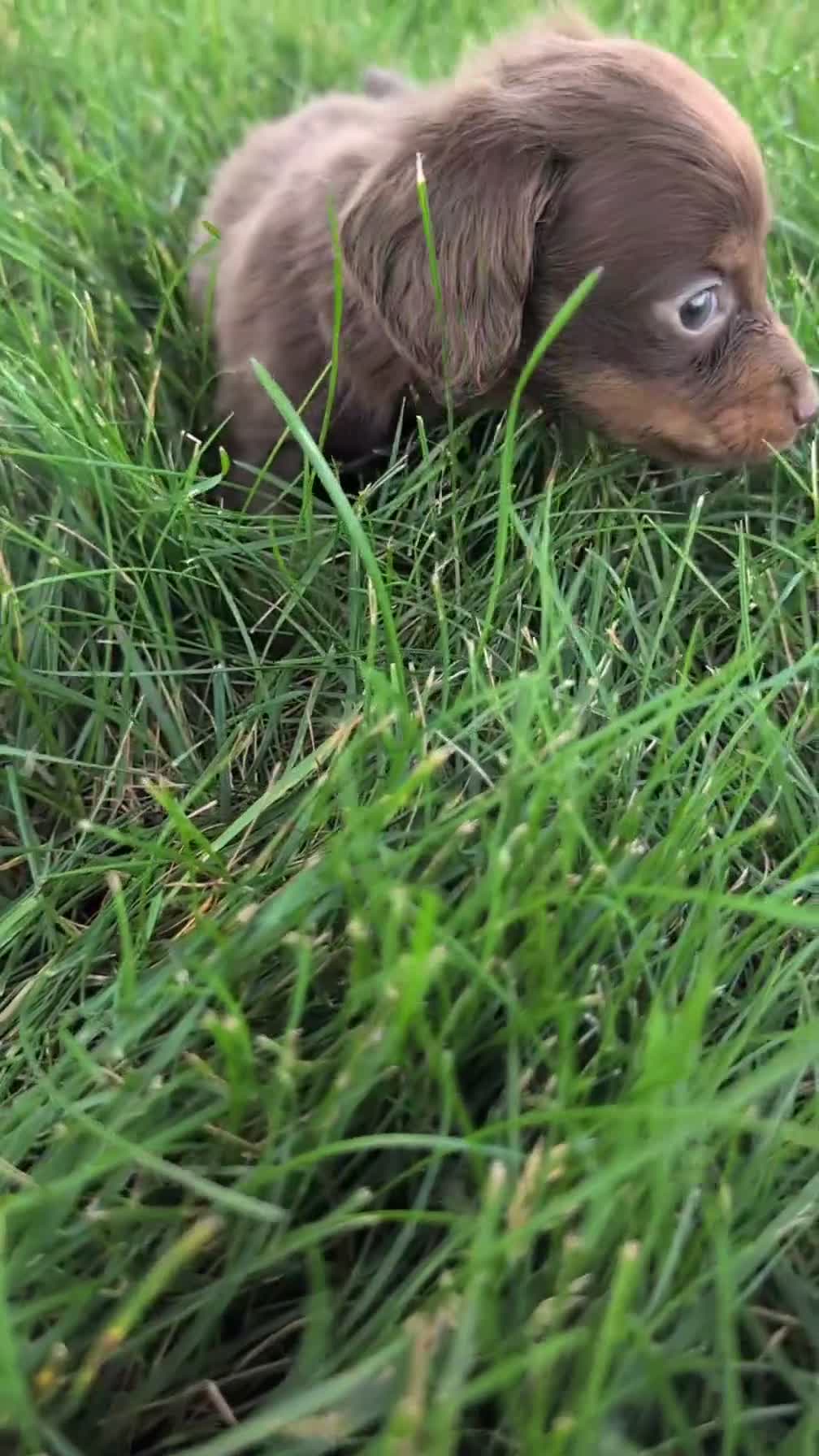 Miniature Dachshund dogs for sale: Lyla - Video 1