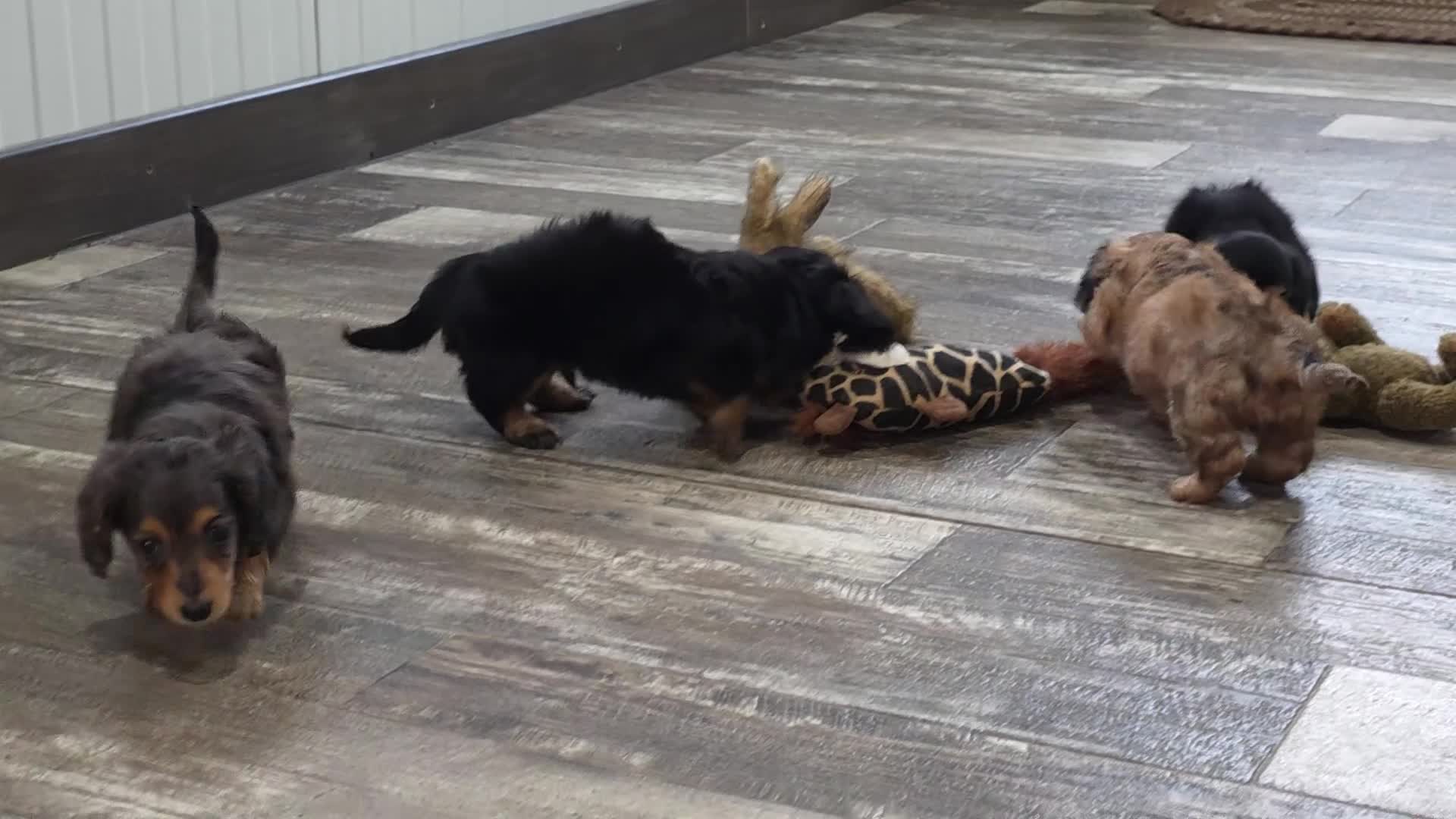 Miniature Dachshund dogs for sale: Blackie - Video 1