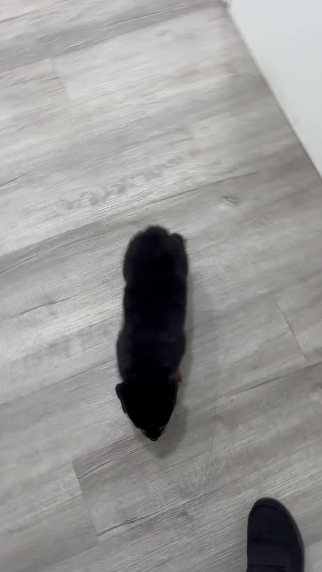 Rottweiler dogs for sale: Reed - Video 1