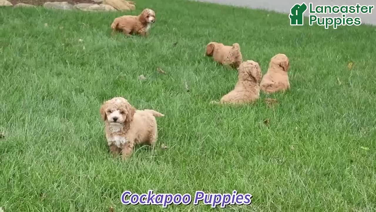 Cockapoo dogs for sale: Judah - Video 1