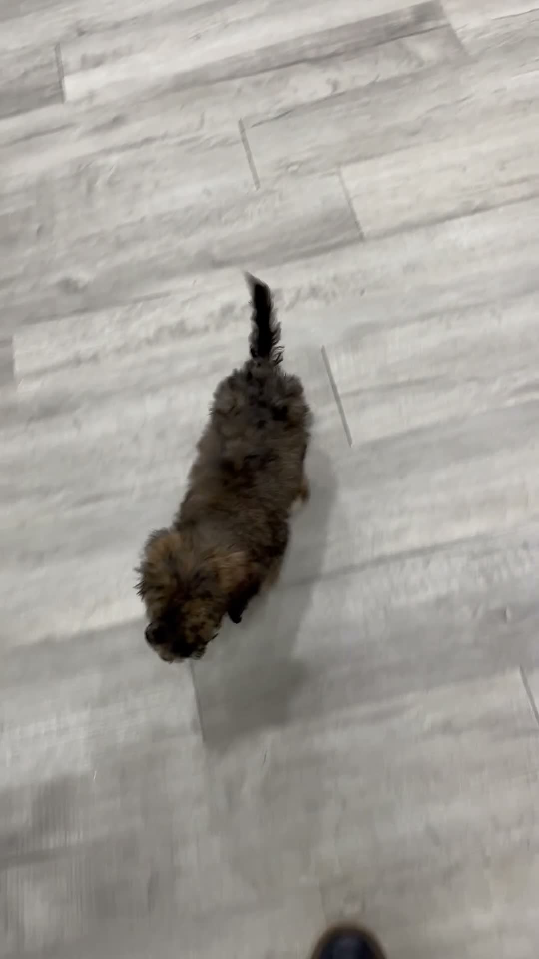Miniature Poodle dogs for sale: Skye - Video 1