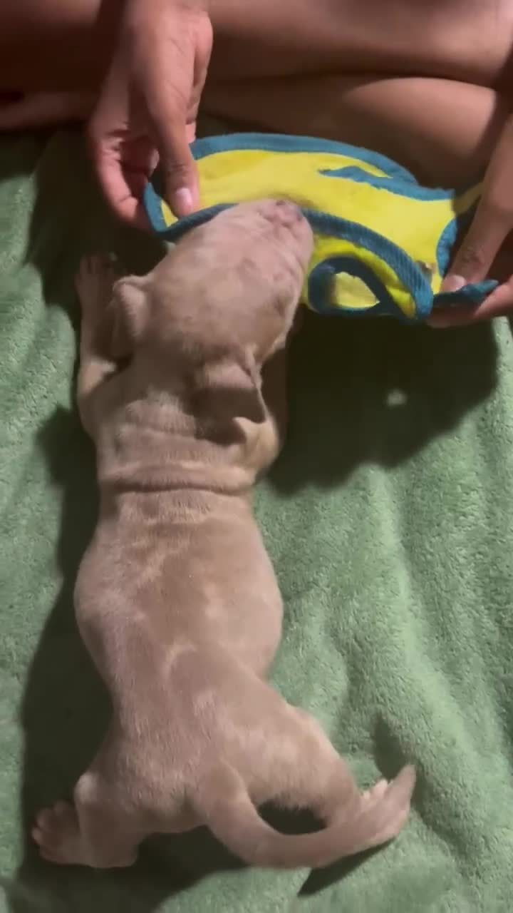 American Bully dogs for sale: Leo - Video 1