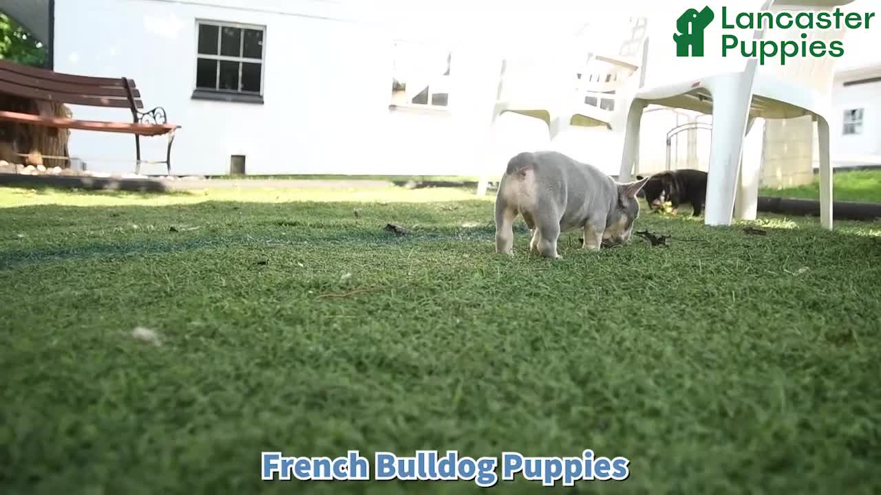 French Bulldog dogs for sale: Hamlet - Video 1
