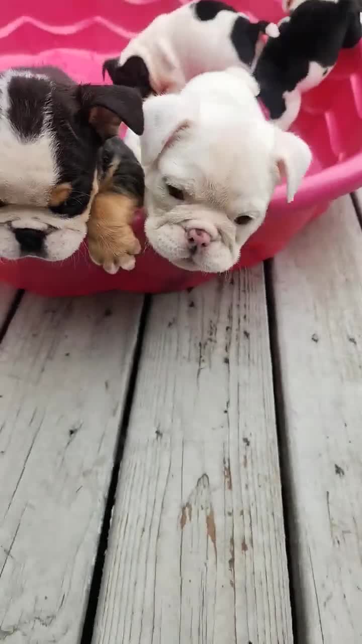 English Bulldog dogs for sale: Winter - Video 4
