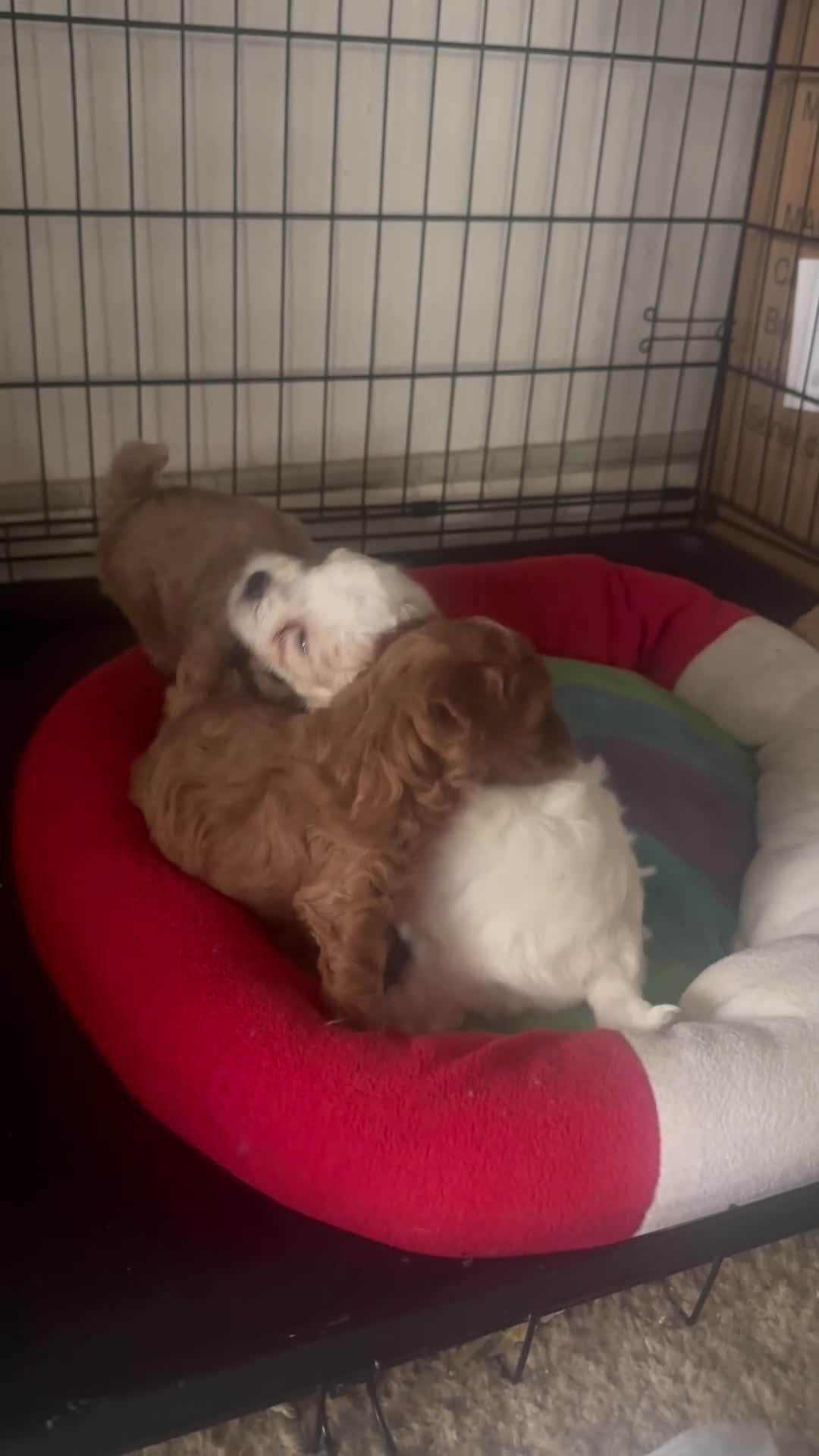 Mixed Breed dogs for sale: Mixed Breed Puppy 1 - Video 1