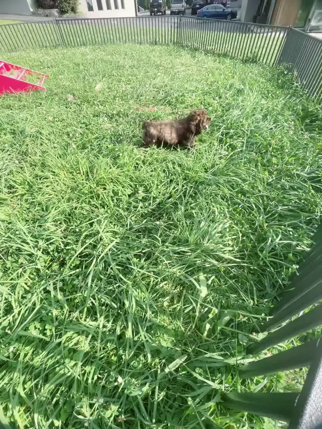 Cocker Spaniel dogs for sale: Morningstar - Video 1