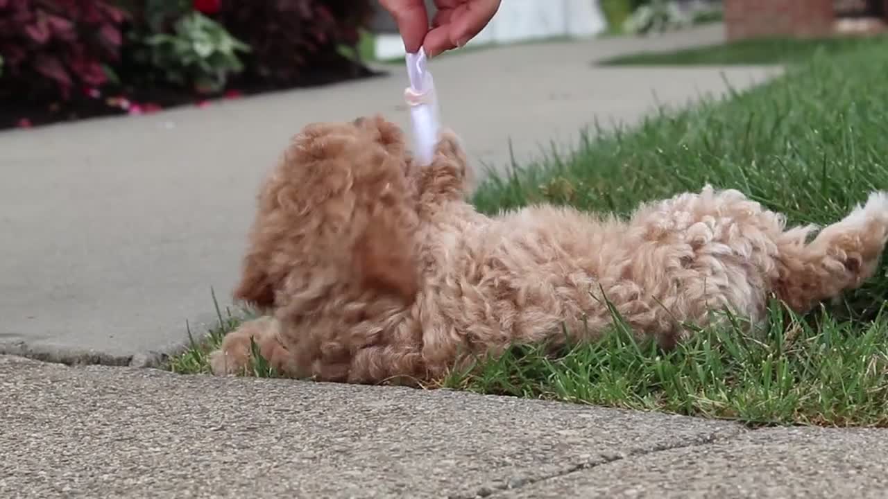 Bichpoo dogs for sale: Brady - Video 1