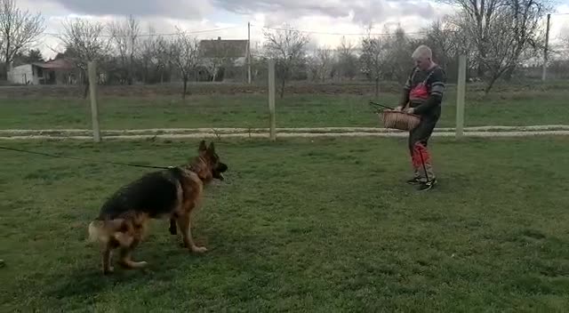 German Shepherd dogs for sale: German Shepherd Blue Collar Male Pick of Liter! - Video 1