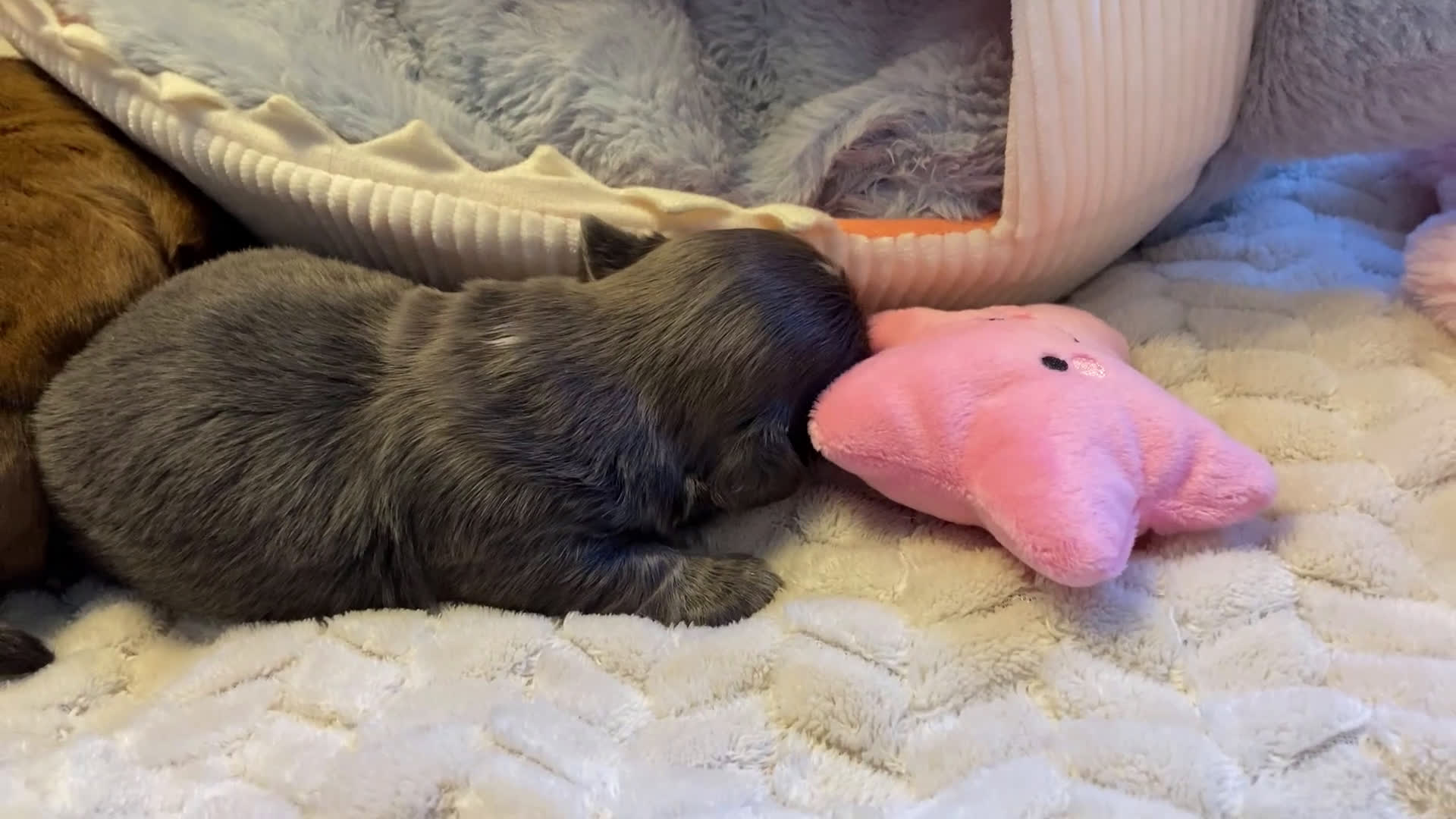 Shih Tzu dogs for sale: Shih Tzu Puppy 4 - Video 1