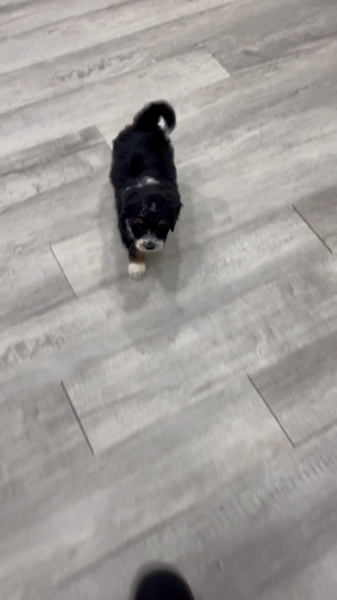 Mini Bernedoodle dogs for sale: Hudson - Video 1
