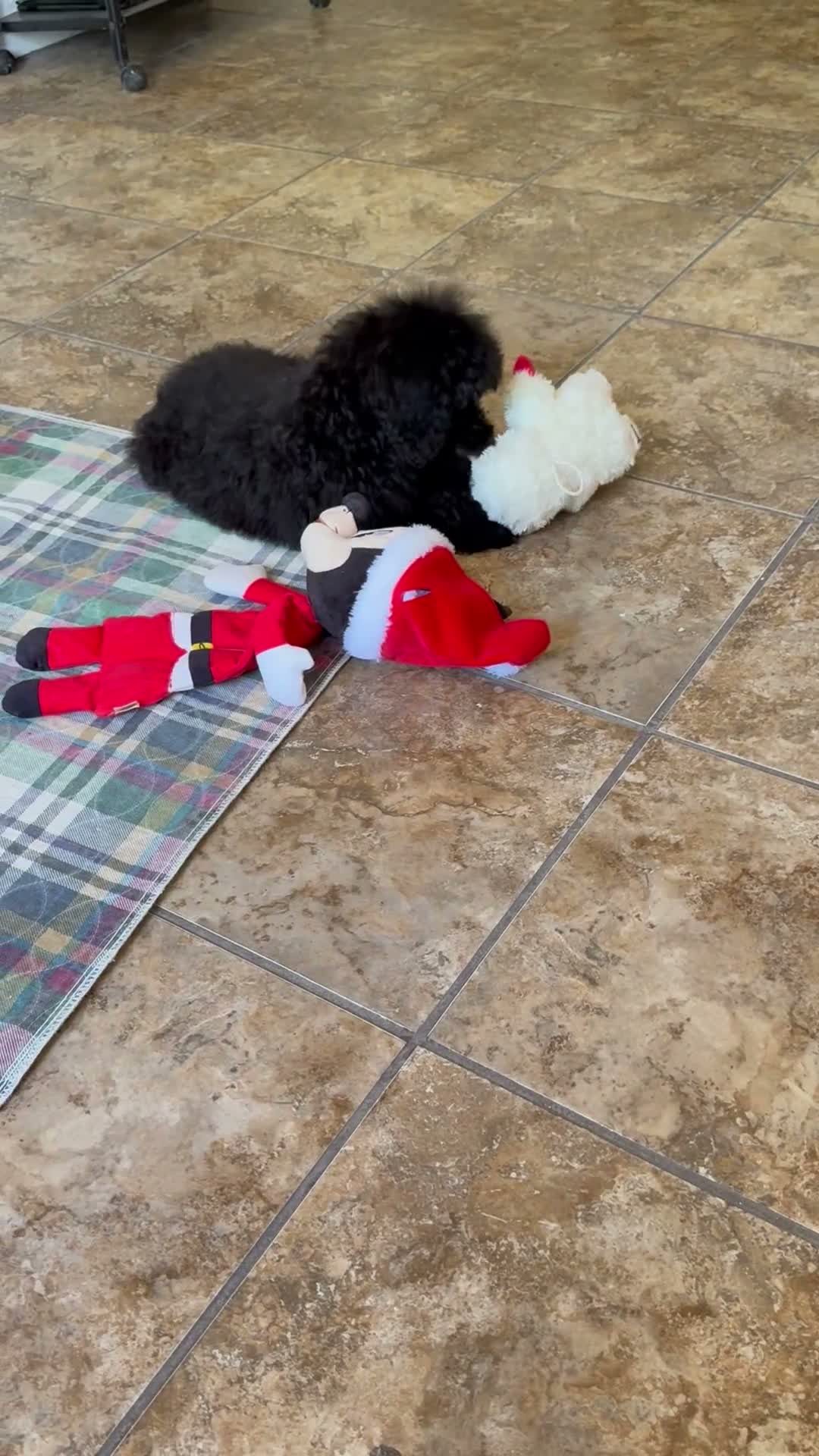 Standard Poodle dogs for sale: Luna - Video 1