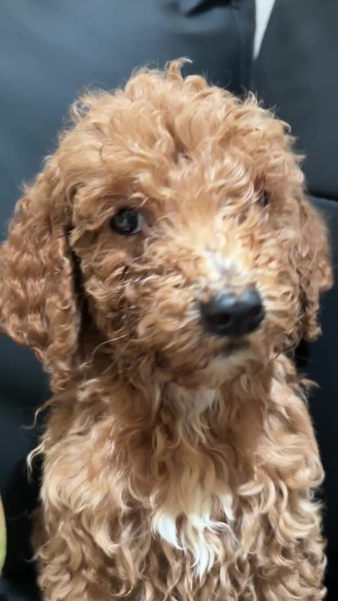 Standard Poodle dogs for sale: Daisy - Video 1