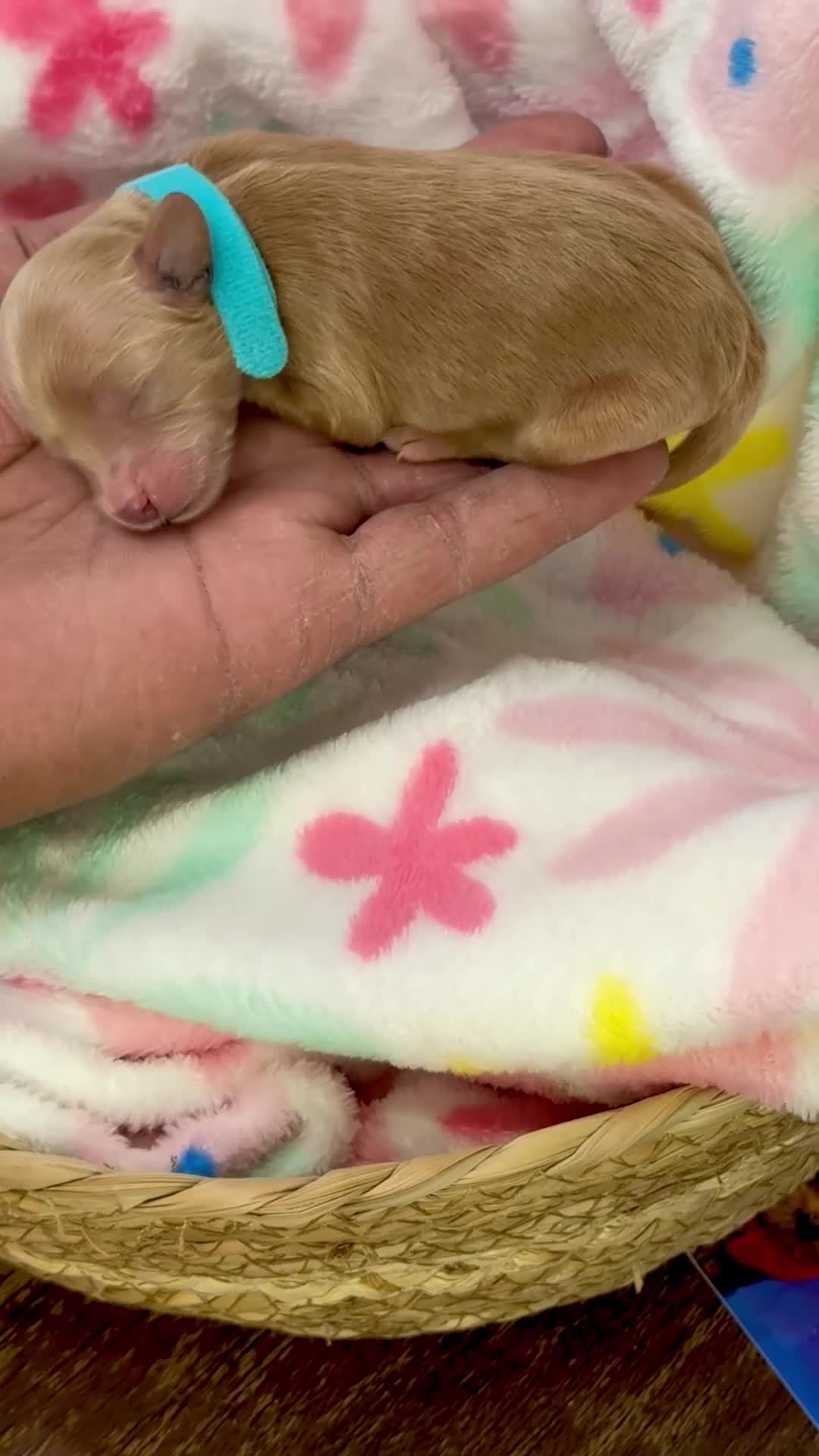 Shihpoo dogs for sale: Shihpoo Puppy 1 Blue  - Video 1