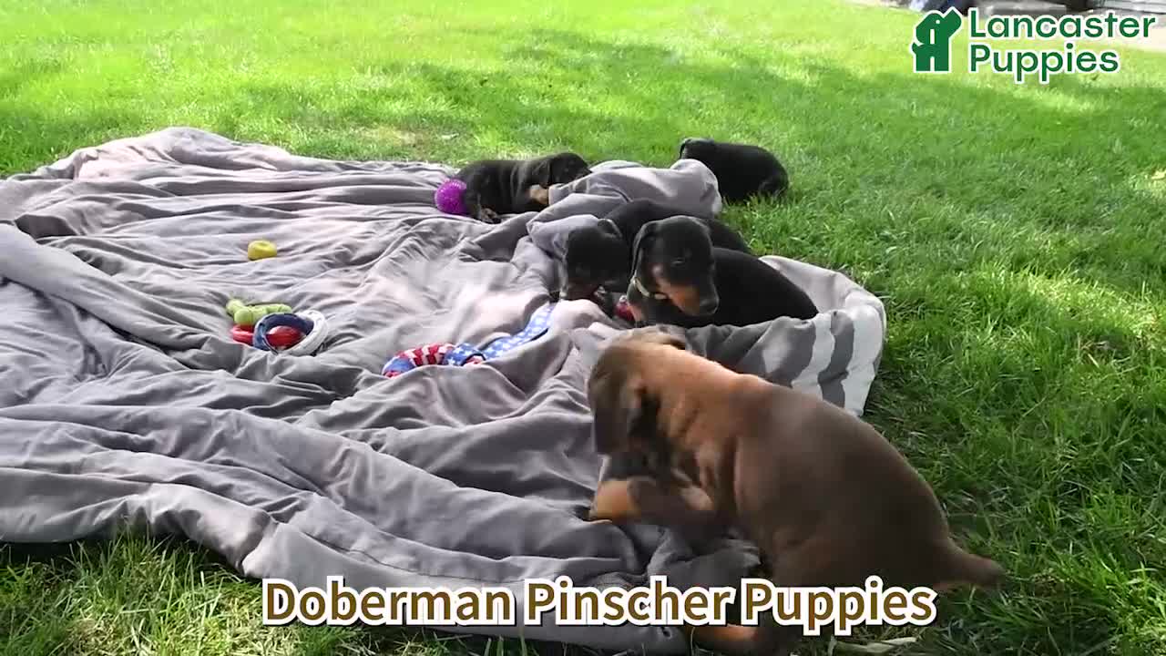 Doberman Pinscher dogs for sale: Bella Mia - Video 1