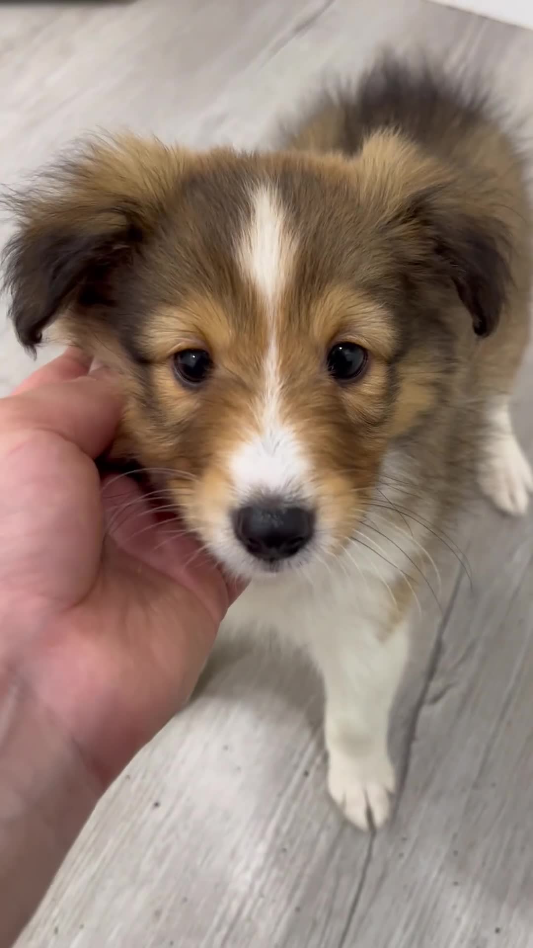 Shetland Sheepdog dogs for sale: Sadie - Video 1