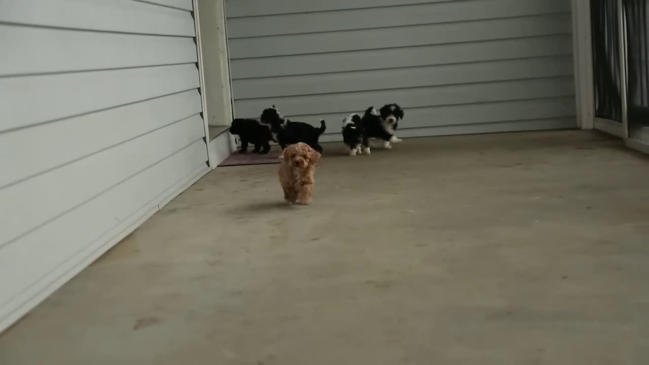 Mini Goldendoodle dogs for sale: Austin - Video 1