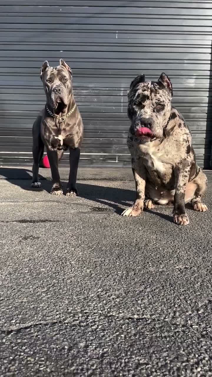 Cane Corso dogs for sale: Female Sentinel Soul’s Black Prada *Black & White North American Mastiff* - Video 1