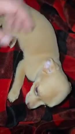 Chihuahua dogs for sale: Cream Boy - Video 1