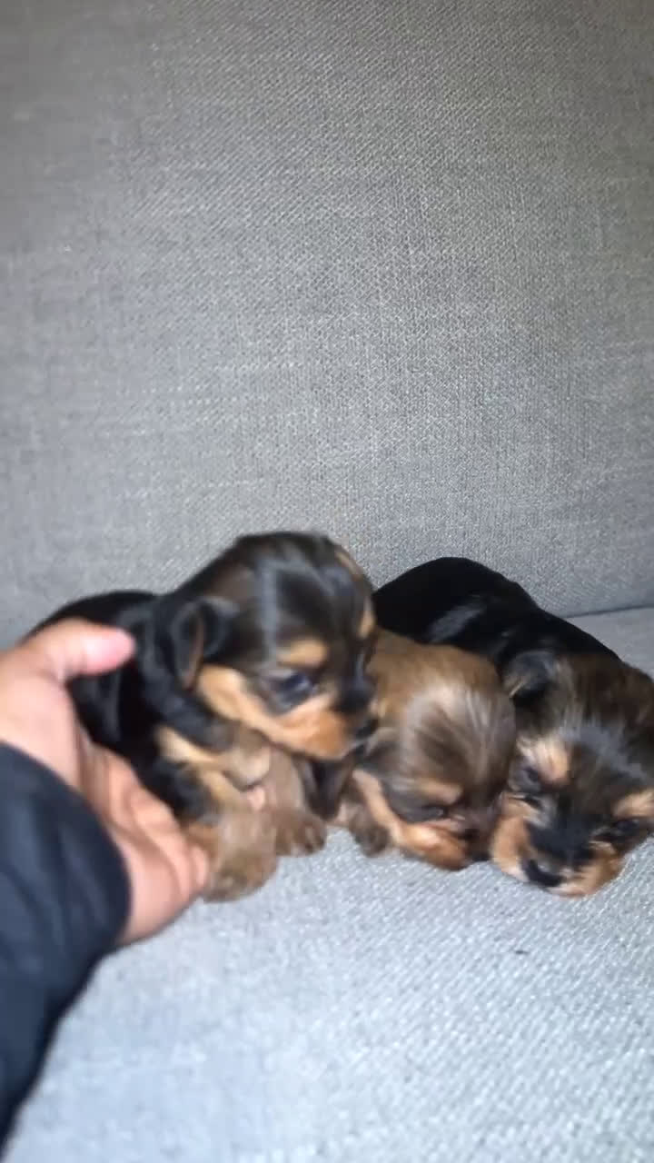 Yorkshire Terrier dogs for sale: Sapphire - Video 2