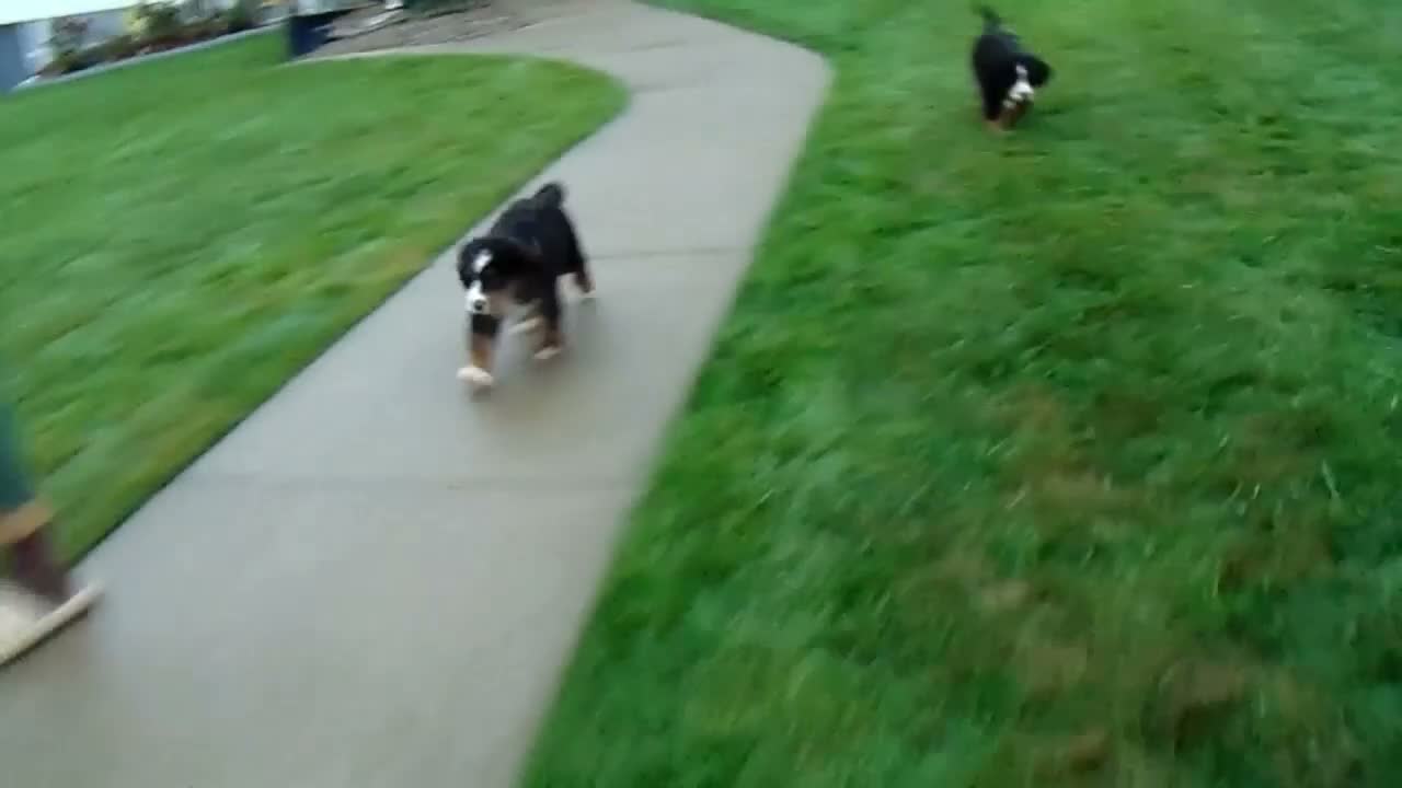 Bernese Mountain Dog dogs for sale: Callie - Video 1