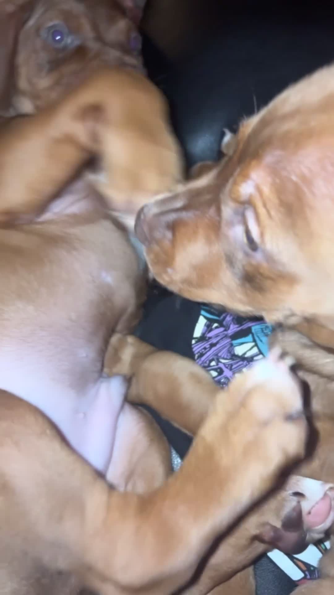 Mixed Breed dogs for sale: Mixed Breed 1 - Video 1