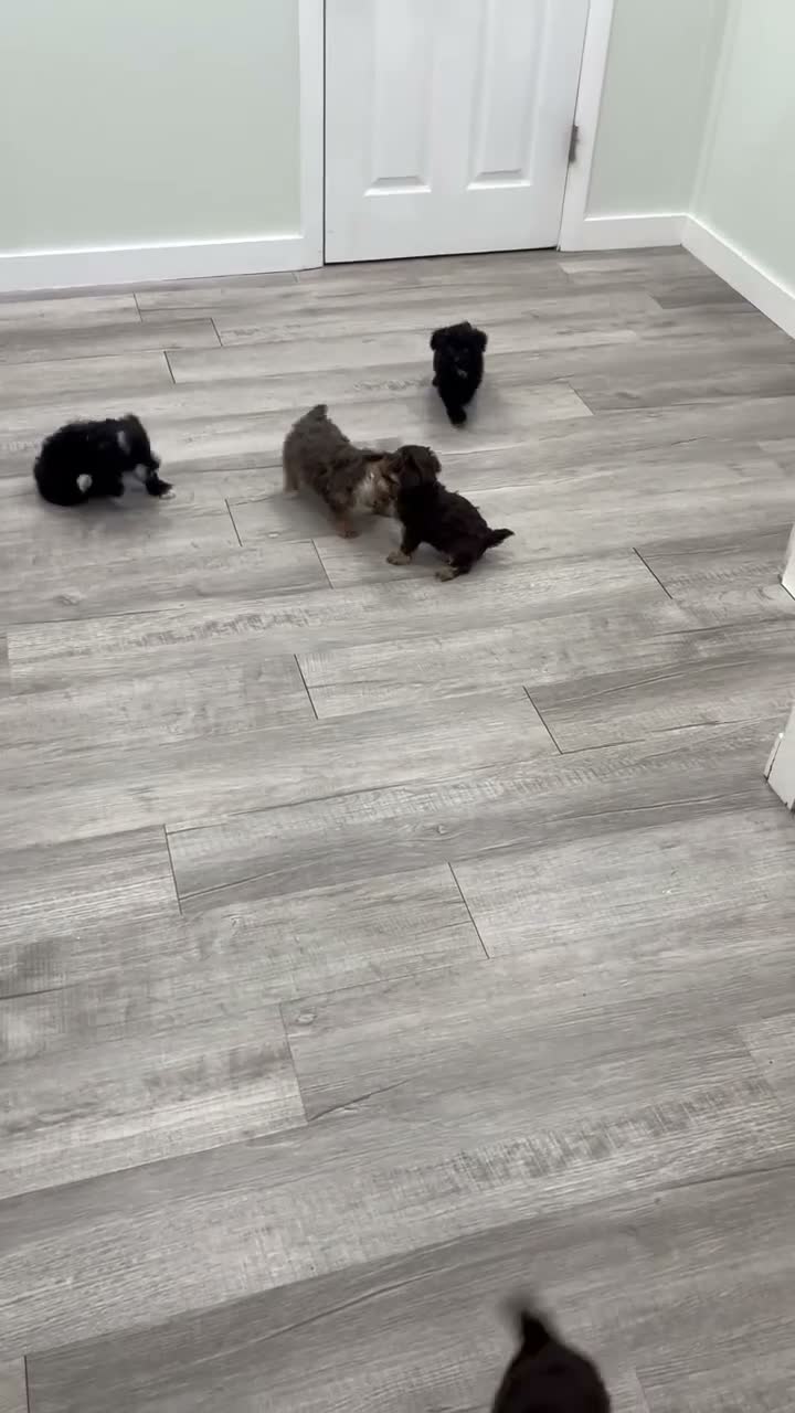 Yorkiepoo dogs for sale: Bear - Video 2