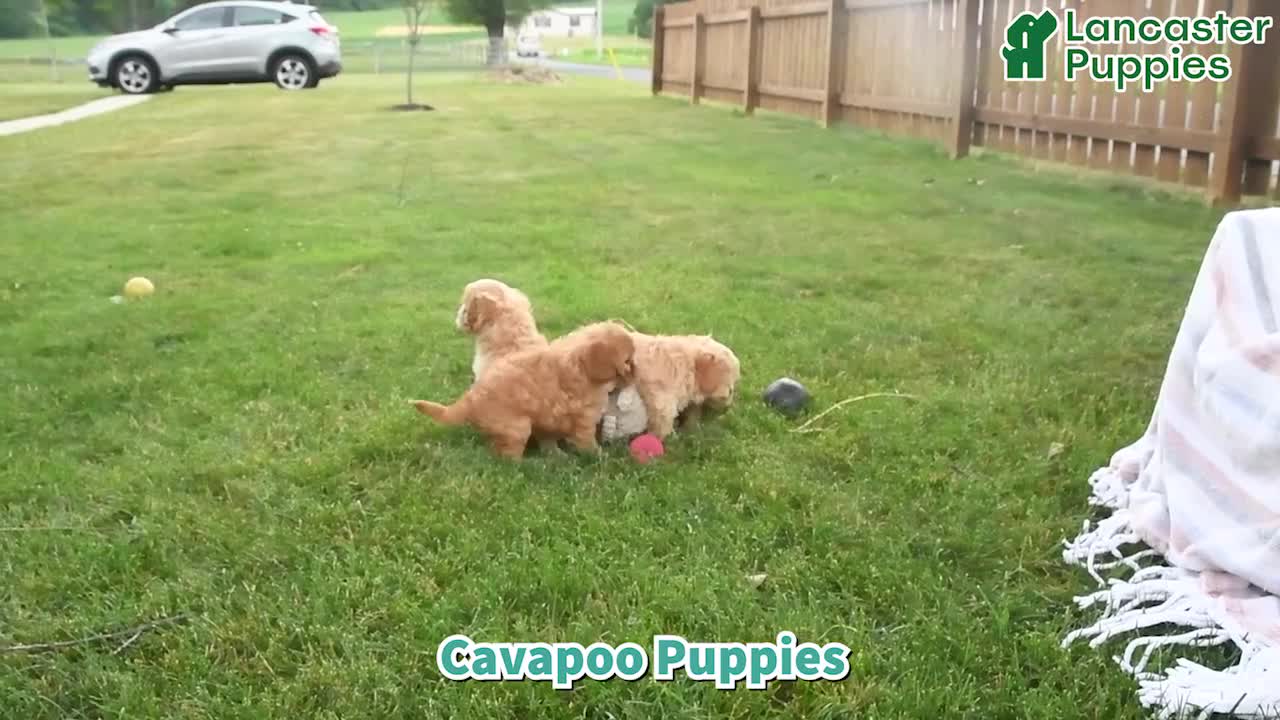 Cavapoo dogs for sale: Cookie - Video 1
