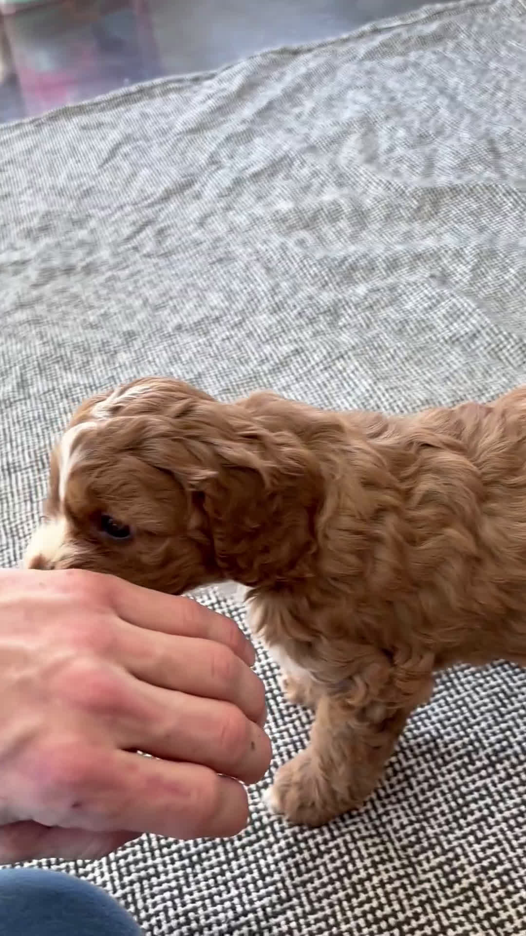 Cavapoo dogs for sale: Sky - Video 3